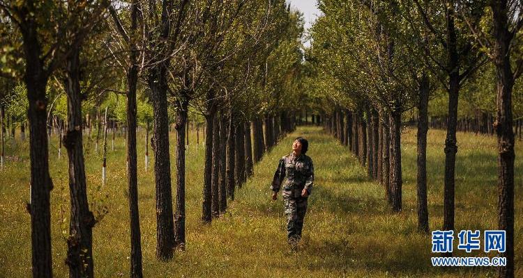 沙漠&ldquo;绿花&rdquo;静静开