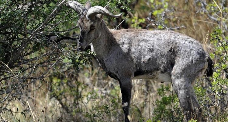 野生保护动物种群快速增长，是否该一&ldquo;护&rdquo;到底？