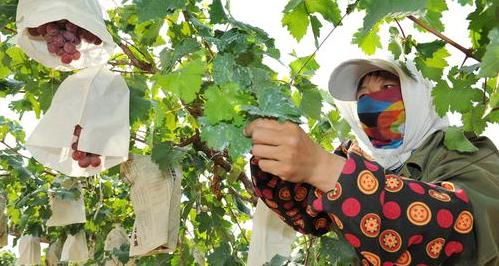 &ldquo;沙漠水城&rdquo;中卫市的点沙成金之路