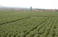 青海将军沟林权改革 绿了山富了民