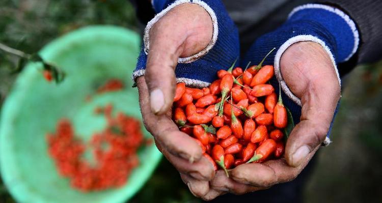 戈壁深处有一片红色