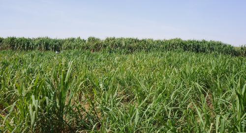 中国荒漠治沙有了“新式武器”