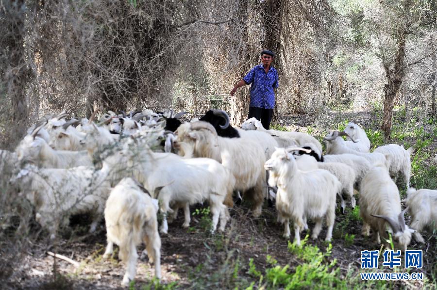 【地球绿飘带&middot;走进新疆】走近&ldquo;塔中人家&rdquo;