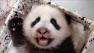 台北动物园大熊猫征名活动将截止(高清)