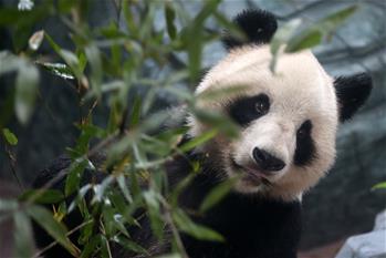 大熊猫黄山“安新家”