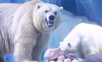 北極熊歡樂度元宵