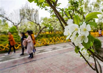 新疆库尔勒：梨城四月花正香