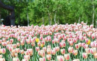 長春百萬株鬱金香盛開