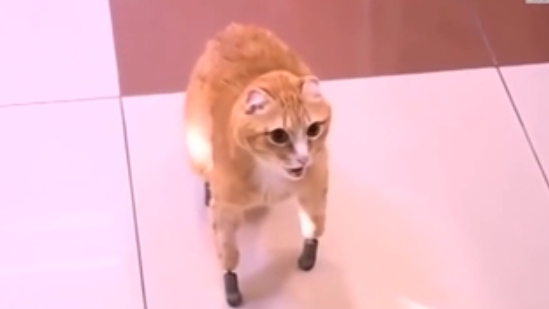 世界首例&ldquo;仿生爪猫&rdquo;诞生