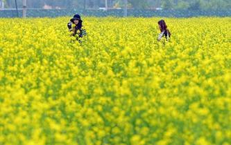 油菜花海醉遊人
