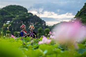 雲南普者黑：徜徉花海間