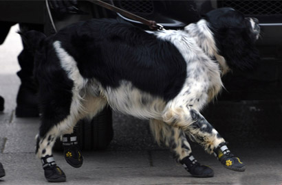 两会花絮：警犬&ldquo;穿鞋&rdquo;上岗助阵车辆安检