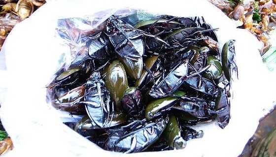 全球重口味的食物你敢不敢吃