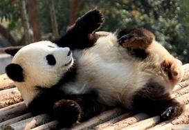 皖南大熊猫惬意过冬