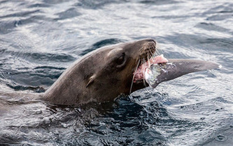 美加州海域上演鲨鱼惨遭海狮分食精彩画面