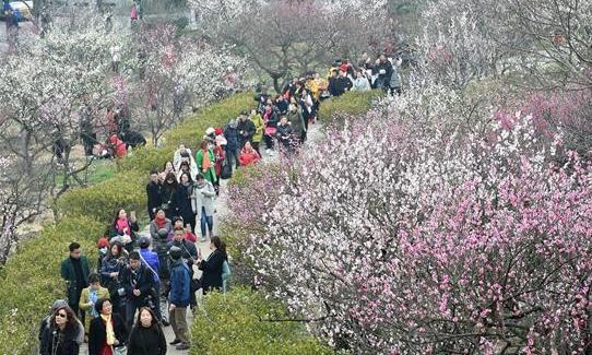 2017南京梅花節開幕