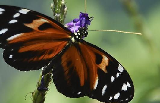 蝴蝶農場蝴蝶飛