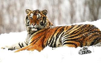 &ldquo;雪浴&rdquo;東北虎