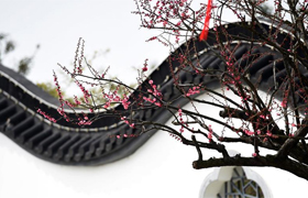 江蘇：大豐梅花文化節開幕