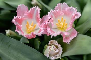 百花爭艷校園春