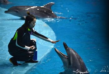 &ldquo;海豚姑娘&rdquo;的藍色追夢之旅