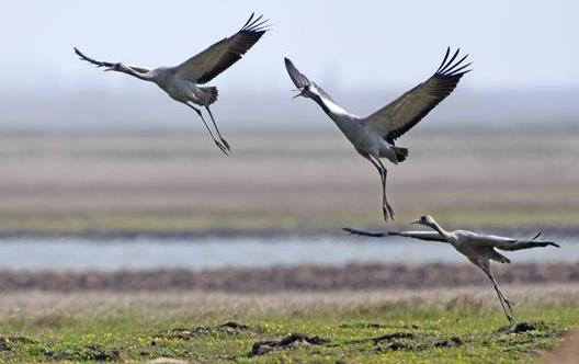 洞庭萬鳥待北飛