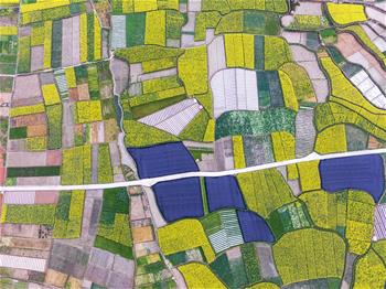 黔北花香伴春耕