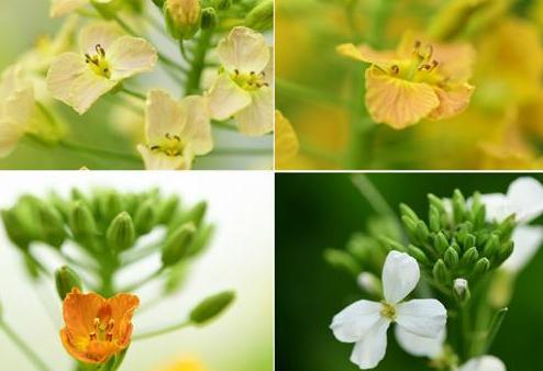 江西南昌：彩色油菜花開