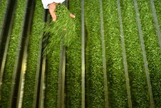 &ldquo;跳舞&rdquo;的春茶