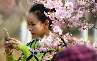 北京玉淵潭早櫻初放