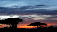 動物的樂園&mdash;&mdash;安博塞利國家公園