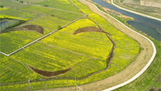 南京郊外農田&ldquo;笑臉&rdquo;綻放
