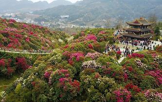 飛閱百裏杜鵑花海