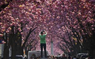 櫻花怒放時遊客拍照忙