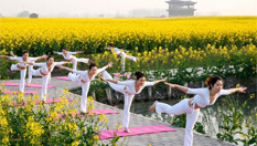 江蘇興化千垛油菜花海上演瑜伽秀