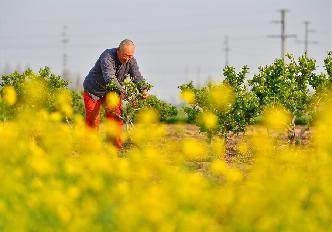 清明時節農事忙