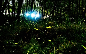 如繁星闪烁！丽水湿地公园萤火虫漫天飞舞