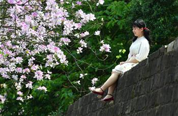 廣西柳州：百條街道花成海