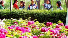 新疆庫爾勒兩萬株牡丹怒放