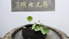 杭州：宋代古蓮&ldquo;復活&rdquo;