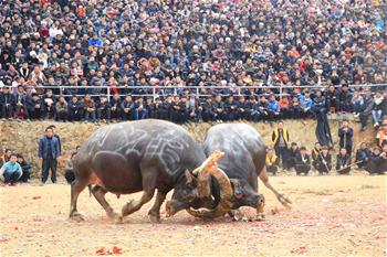 鄉村鬥牛鬧新春