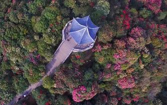 航拍貴州畢節百裏杜鵑景區