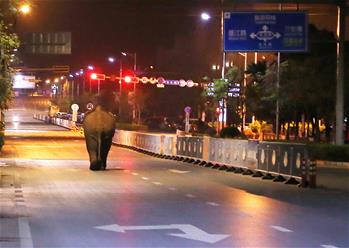 雲南普洱鬧市區上演&ldquo;象出沒&rdquo;