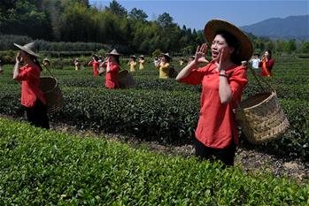 武夷山：&ldquo;喊山&rdquo;採茶