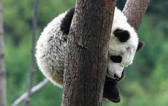 &ldquo;熊貓王國&rdquo;的震後重生