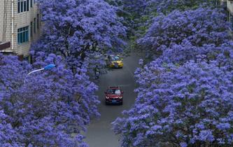 雲南昆明街頭藍花楹盛開