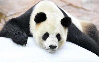 大熊貓趴冰消暑