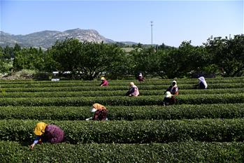 青島：採茶嶗山下