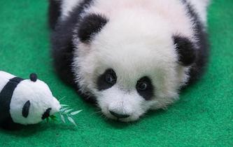 我們都愛大熊貓