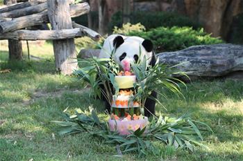法國首只大熊貓寶寶周歲慶生